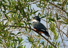 Kingfisher au Pantanal - Brésil
